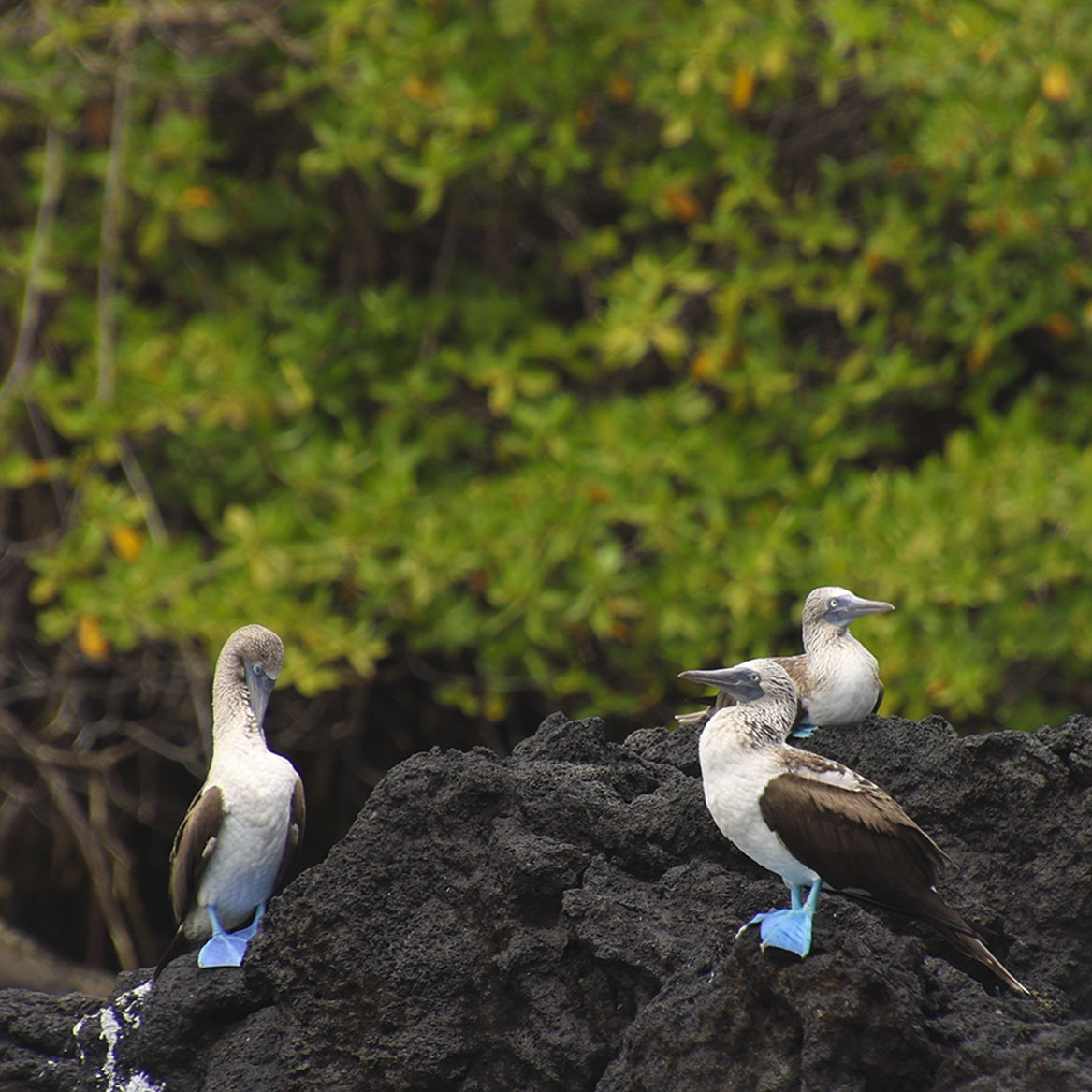 Piqueros Patas Azules