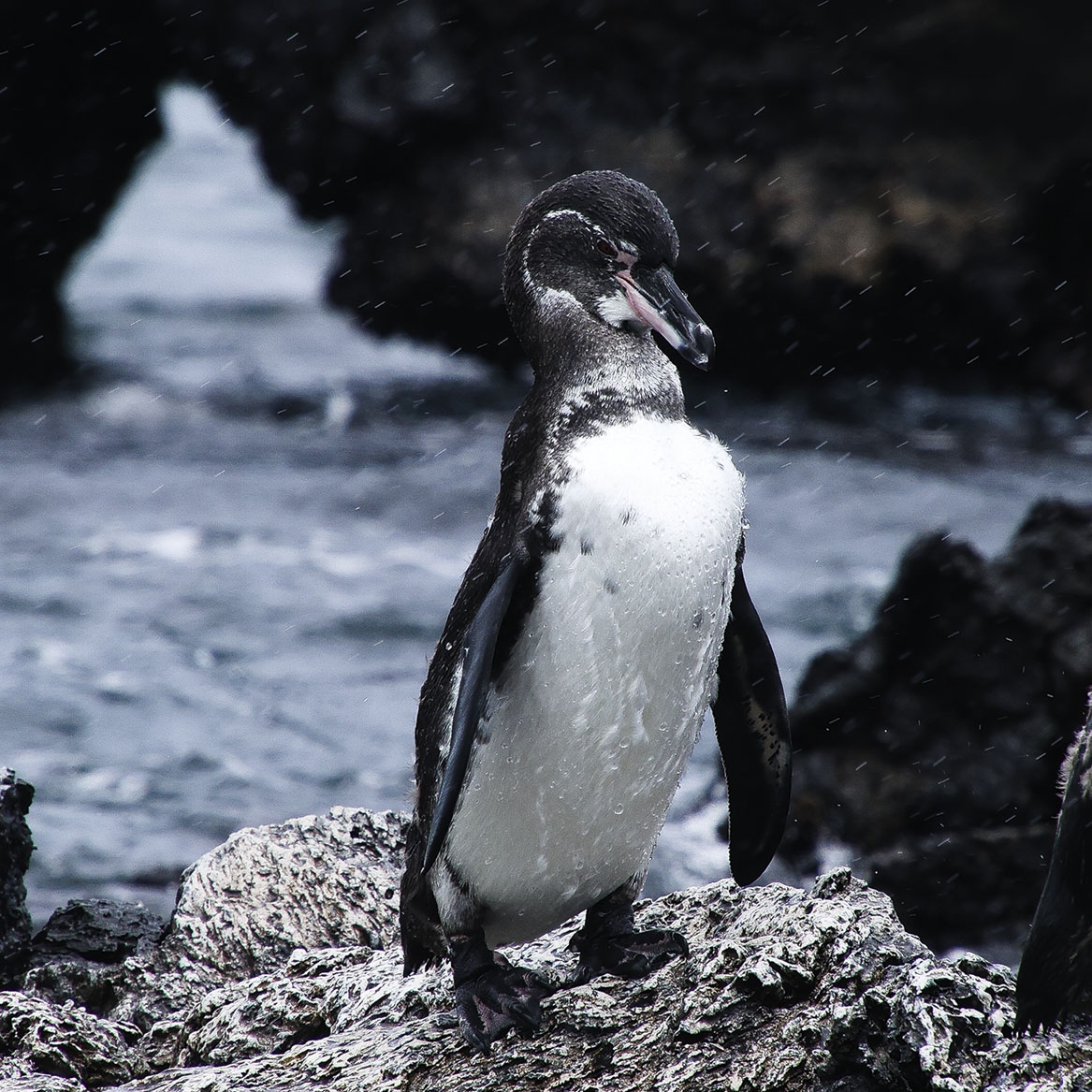 Pinguino de Galápagos
