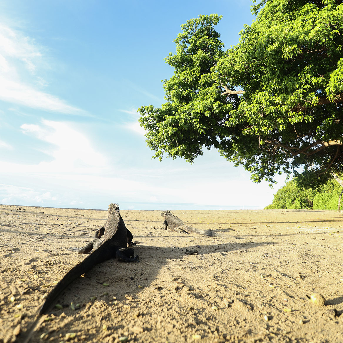 Playa del Embarcadero